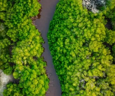 DISCOVER THE AMAZON