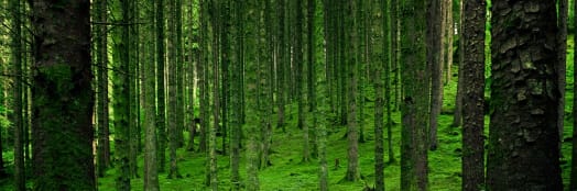Canopy Trees