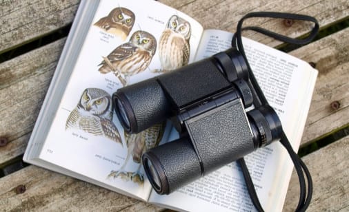 WILDLIFE WATHCING TIPS
